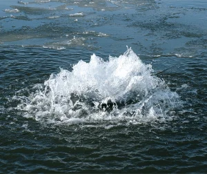 Burbujas de aire que suben a la superficie de un lago