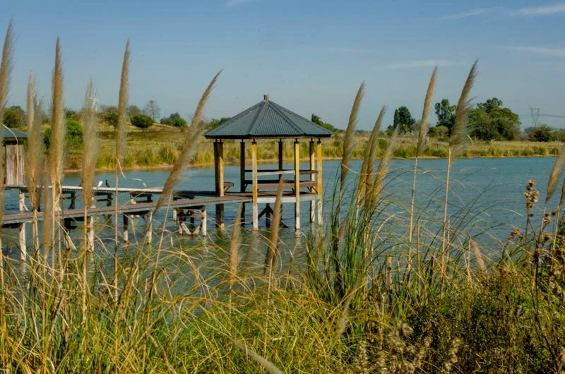 Plantaciones costeras e islas flotantes